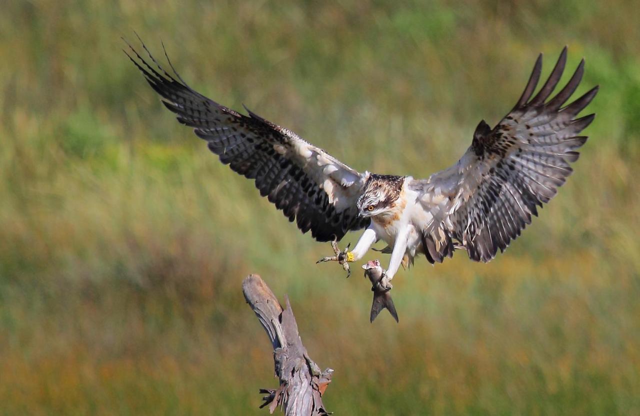 Urdaibai Bird Center Hotel Gautegiz Arteaga Bagian luar foto