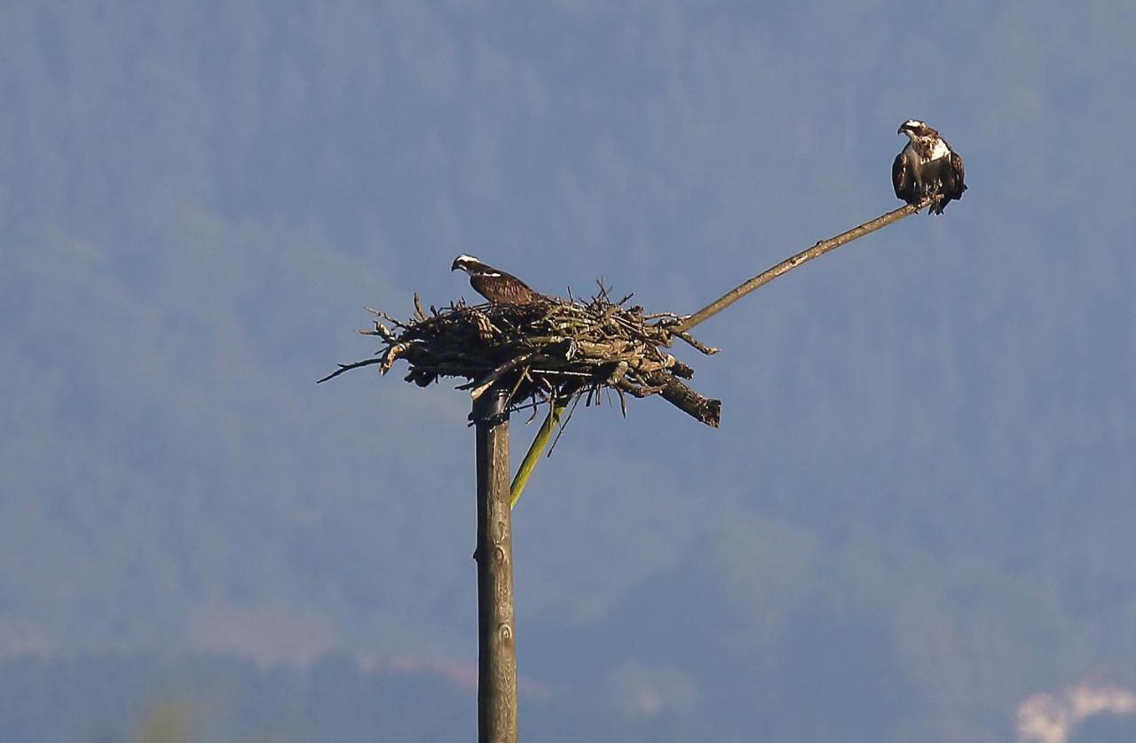 Urdaibai Bird Center Hotel Gautegiz Arteaga Bagian luar foto