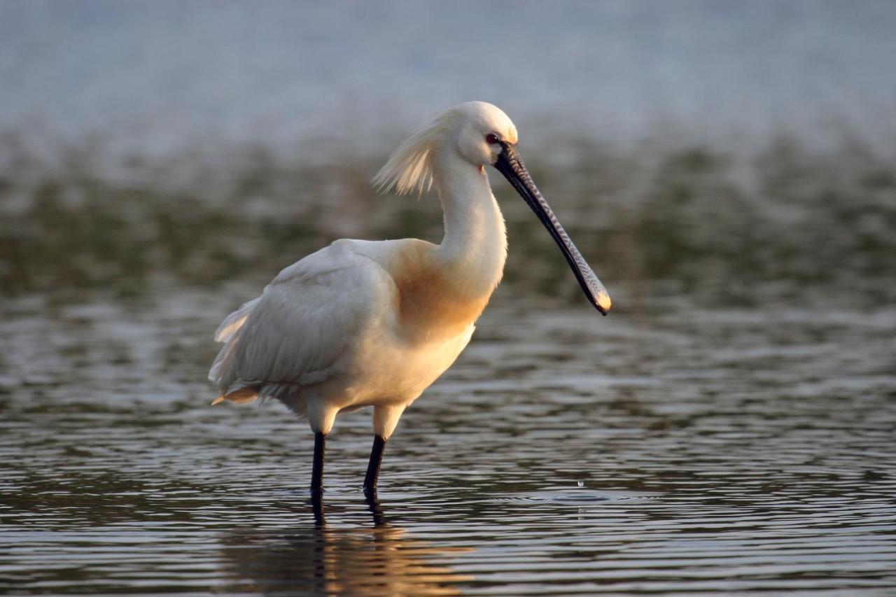 Urdaibai Bird Center Hotel Gautegiz Arteaga Bagian luar foto