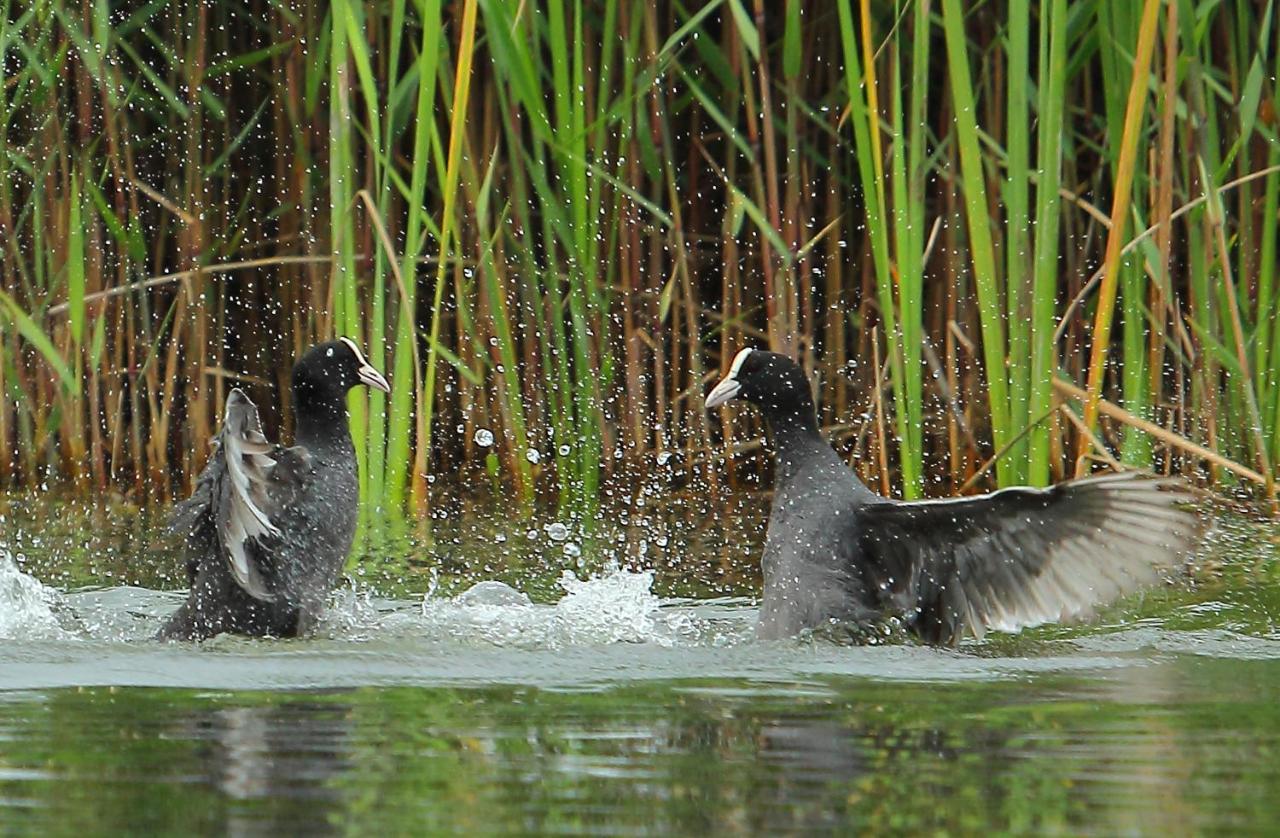 Urdaibai Bird Center Hotel Gautegiz Arteaga Bagian luar foto