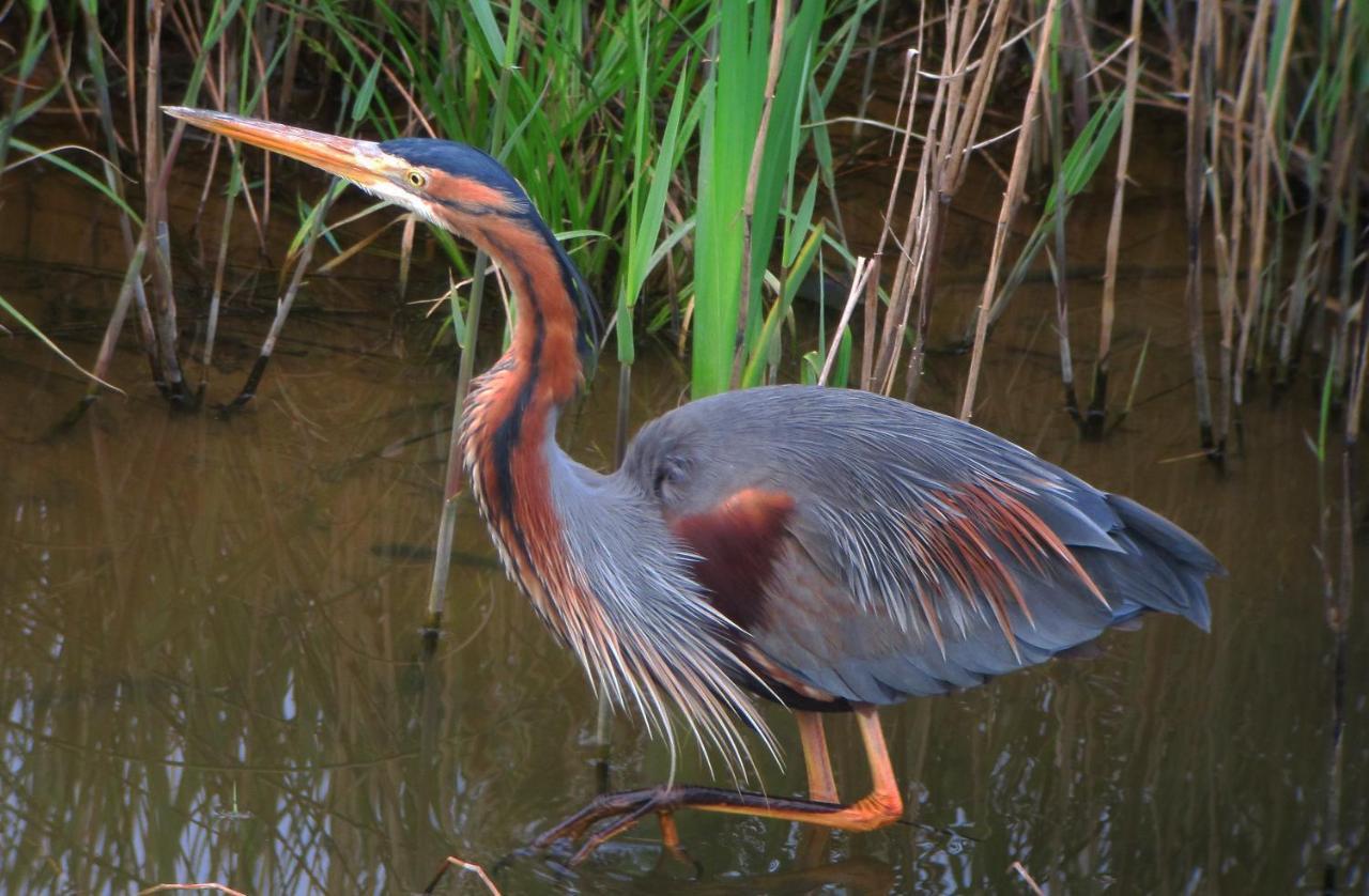 Urdaibai Bird Center Hotel Gautegiz Arteaga Bagian luar foto